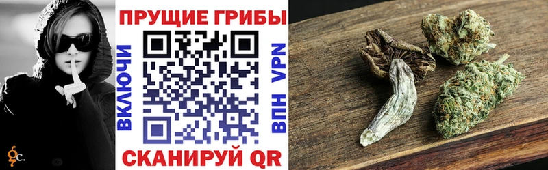 как найти закладки  Жуковский  Псилоцибиновые грибы мицелий 